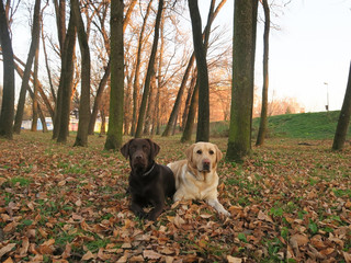 Two labrador retriever dogs lying together in autumn leaves 