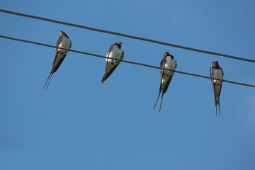Group of barn swallows.