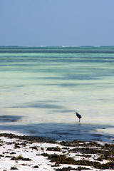 bird and seaweed in the  blue lagoon relax  of zanziba