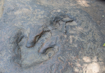 Detail of dinosaur tracks in Thailand (dinosaur, footprints, footprint)