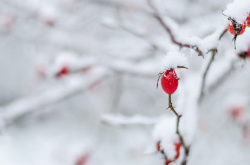 wild red berries of wild rose covered with snow, natural
