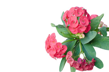 Crown of thorns isolated on white background