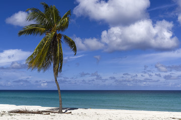 Varadero Strand Palmen