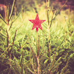 Glitter Red Star on a Fir Tree Outdoors for Christmas