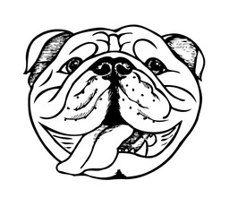 English bulldog, vector illustration