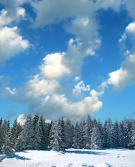 Forest in winter covered by snow
