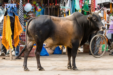Typisch indisch -  Stier auf Marktplatz