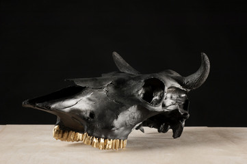 Fototapeta premium Black bulls skull