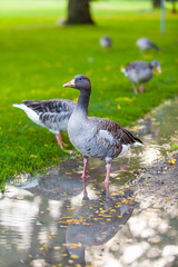 Goose. Wild goose