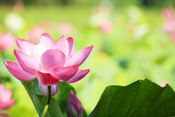 Obraz na płótnie Canvas Lotus flower and Lotus flower plants