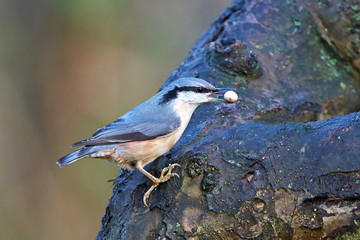 Eurasian nuthatch (Sitta europaea)