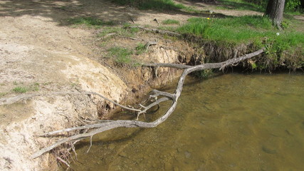 long bare root above the water surface