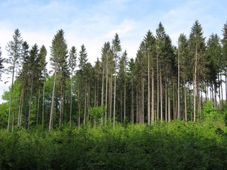 Naklejka premium forest of tall spruces and some young green trees and plants in front of it