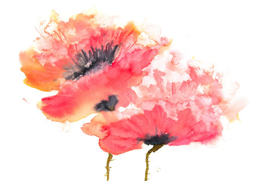 Red poppies, watercolor painting