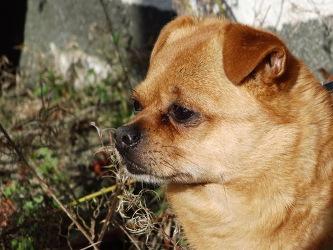 herbstlicher Spaziergang mit dem Hund