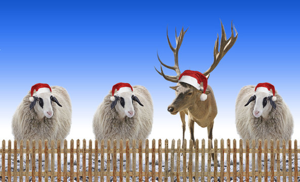 Weihnachtsdesign mit Schafen und Rentier mit Nikolausmützen