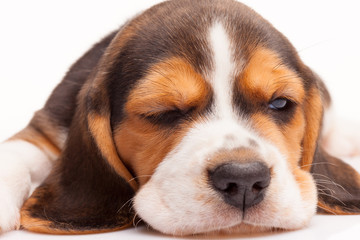 Beagle puppy on white background