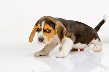 Beagle puppy on white background