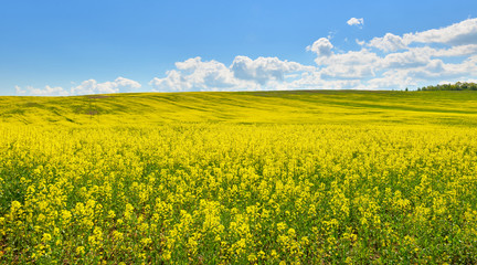 Obraz premium Rape field