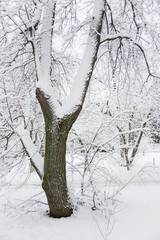 Tree in winter park