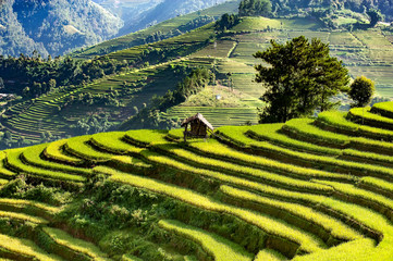 Terraced rice fields in Yen Bai province of Vietnam.