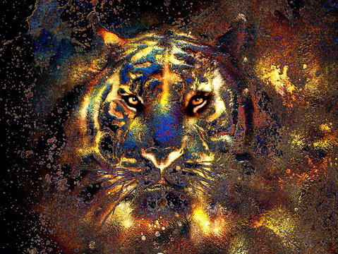  tiger collage on color abstract  background,  rust structure, wildlife animals, golden effect. computer collage.