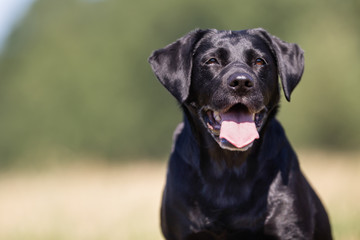 Black labrador retriever