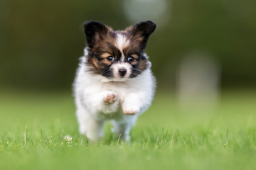 Young papillon dog puppy © Mikkel Bigandt