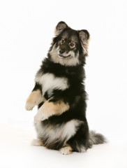 Obraz premium Finnish lapphund dog