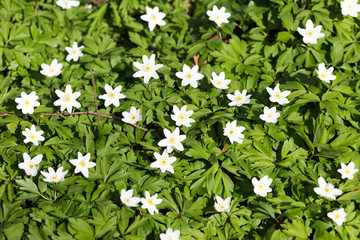 White anemone flower in blossom