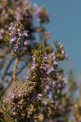 ausschnitt eines rosmarin vor blauem himmel
