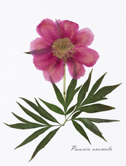 
Picture of dried flowers signed in Latin