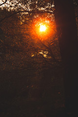 Warm sunlight in bush and branches