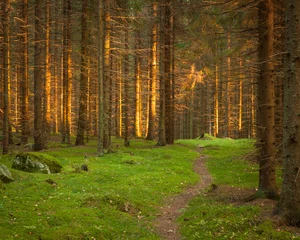 Wall murals Road in forest Spruce forest and path golden sunset light