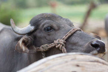 Indische B&uuml;ffelkuh