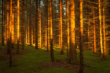 Spruce forest and path golden sunset light