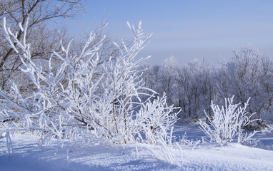 forest
