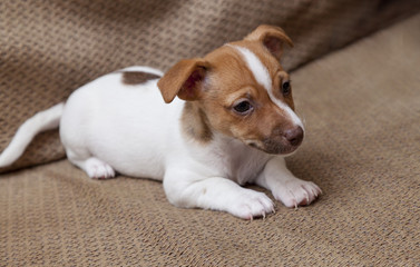Jack Russell terrier Puppy. 9 weeks old. Tan and White in colour,