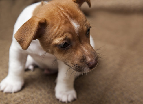 Jack Russell terrier Puppy. 9 weeks old. Tan and White in colour,