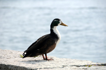 Wildenten im Wasser