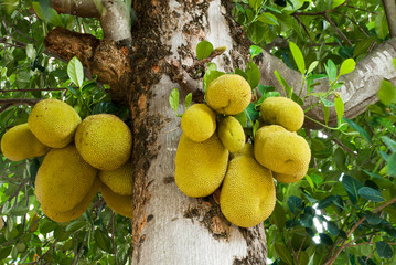 The jackfruit tree and their leaf in background