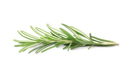 Веточка свежего зеленого розмарина изолированная на белом фоне © vandycandy
