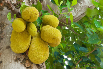 The jackfruit tree and their leaf in background