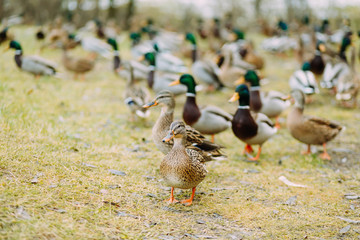 Pack of the ducks outdoors in the field