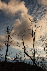 Dead trees and muddy beach at sunset