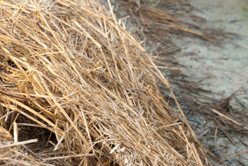 The rice straw and mud in background