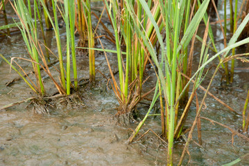 The rice farm and mud field in background