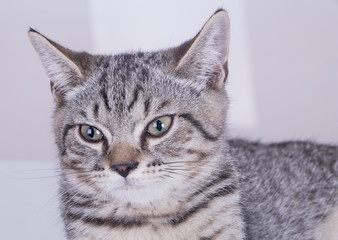 cat 001