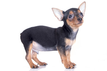 miniature pinscher dog smiling