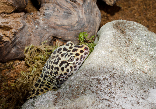 Leopardgecko guckt aus Schlafh&ouml;hle